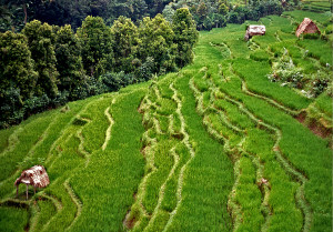 Terraces