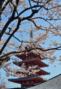 CHERRY Asakusa Pagoda 2