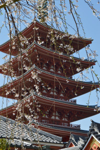 CHERRY Asakusa Pagoda Weeping