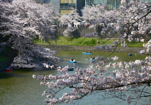 CHERRY Moat Boats