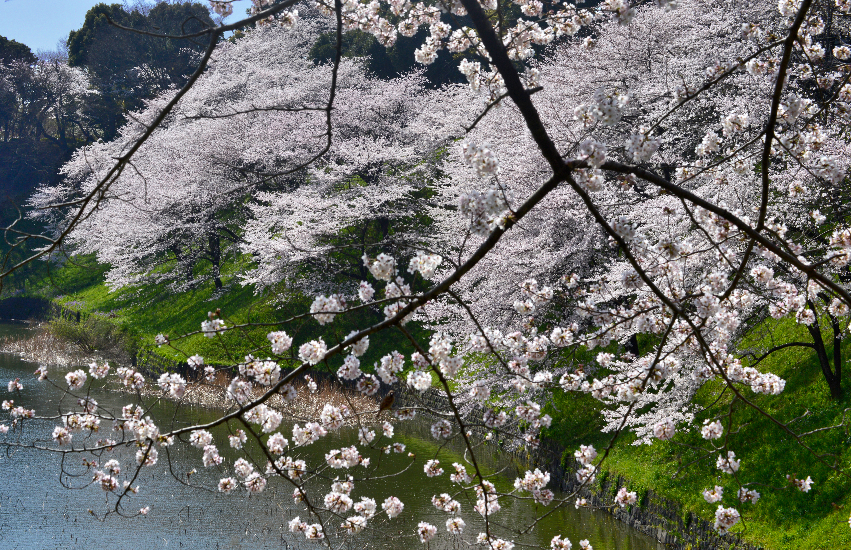 visual archive® — onnahori river sakura - サクラ