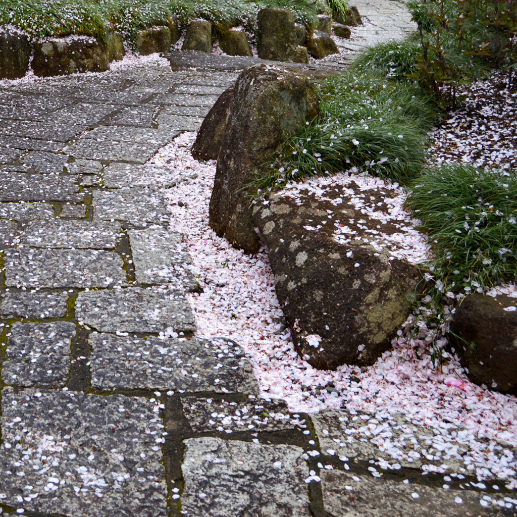 CHERRY Petal Strewn Path SQ