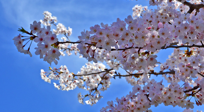 Lasting Pleasures of the Ephemeral Sakura